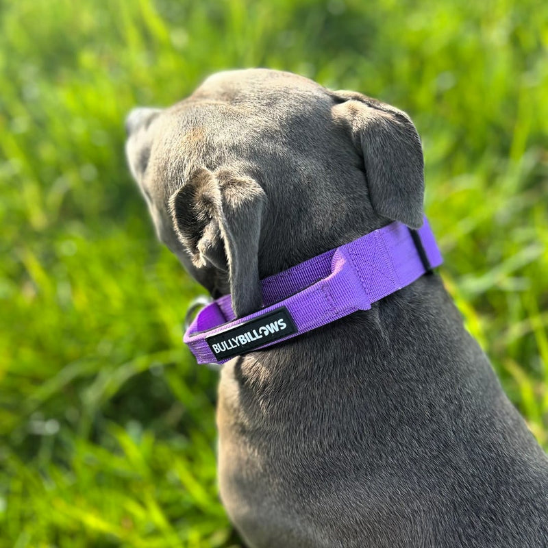 4cm Combat® Collar | With Handle & Secure Clip - Purple