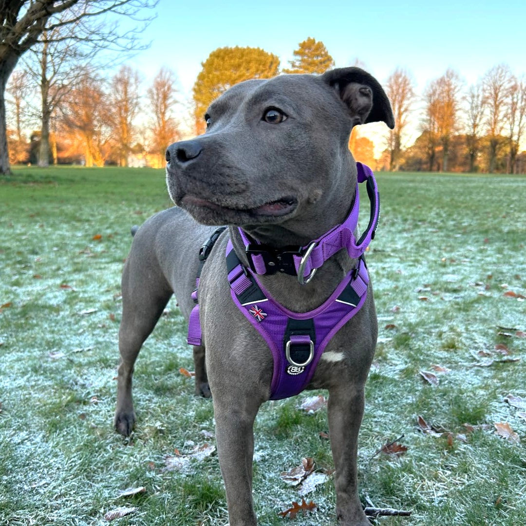 featured image of 4cm Combat® Collar | With Handle & Secure Clip - Purple