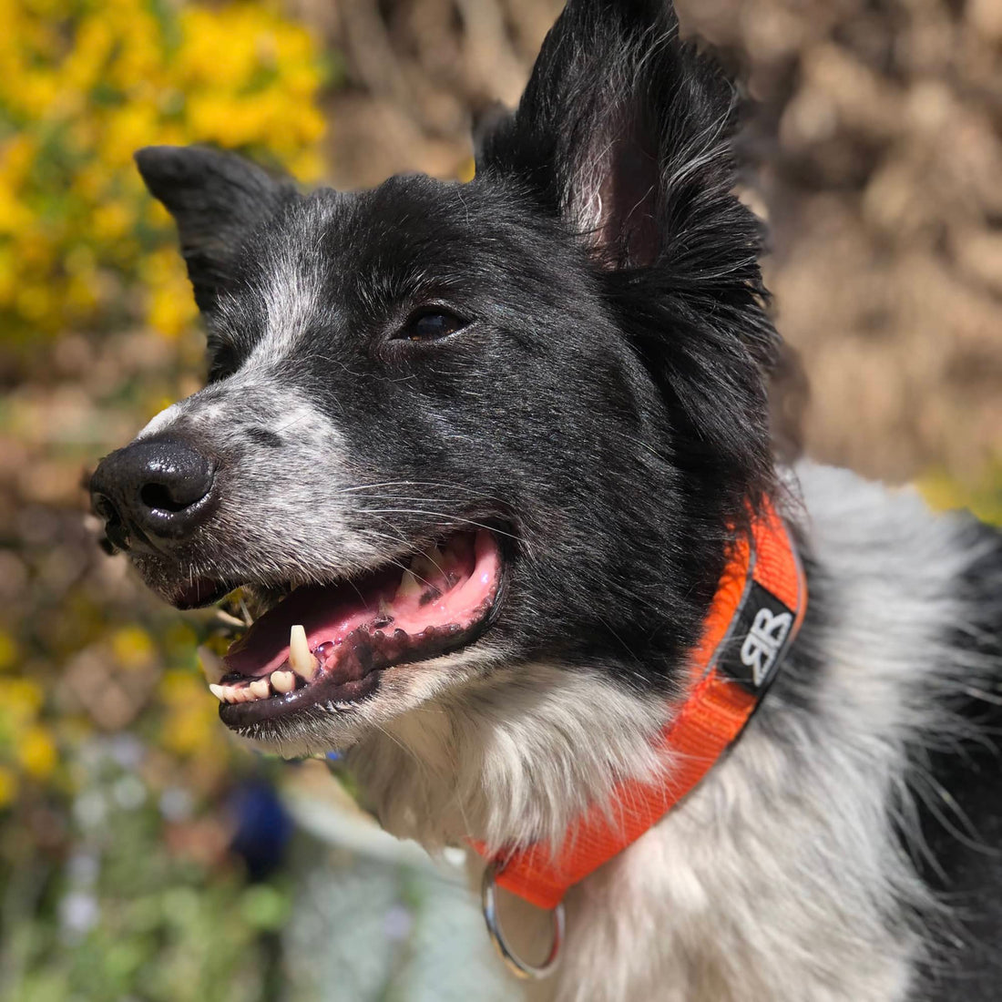featured image of 4cm Slip on Collar | Foam Padded - Light Blue x Orange
