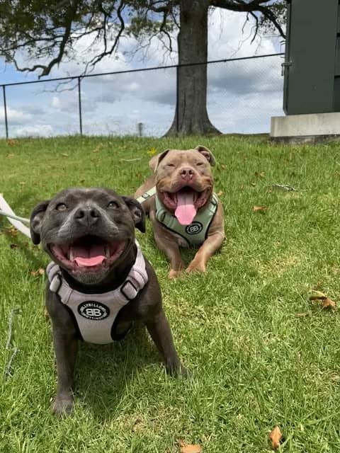 Lulu & Tuktuk