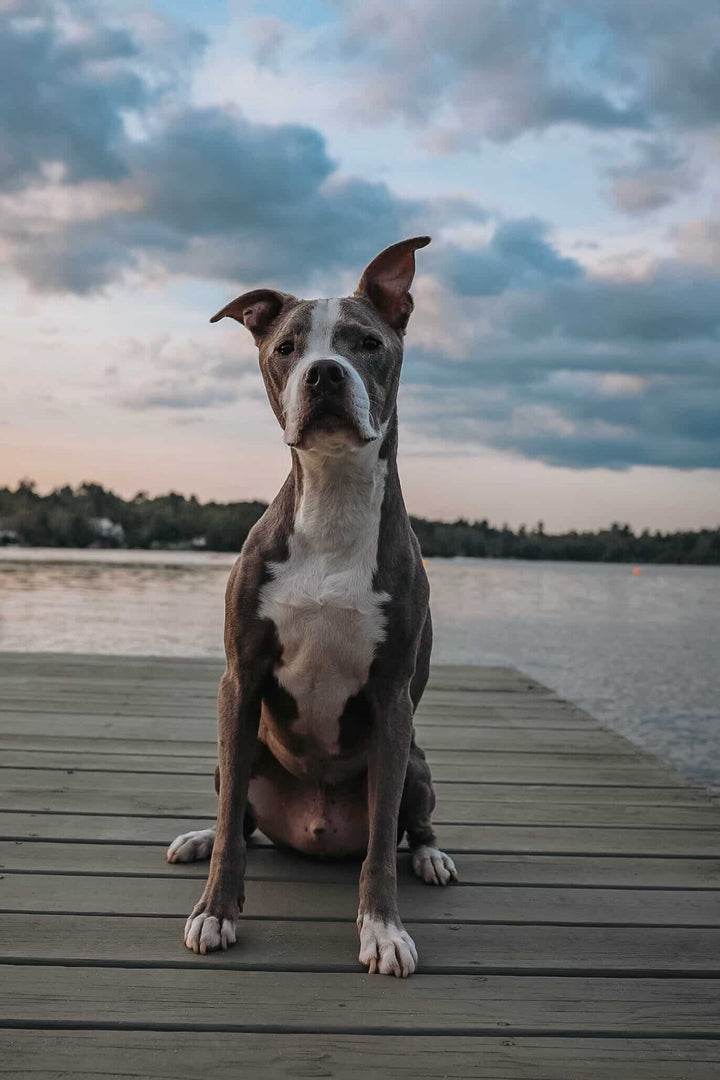 Zeus