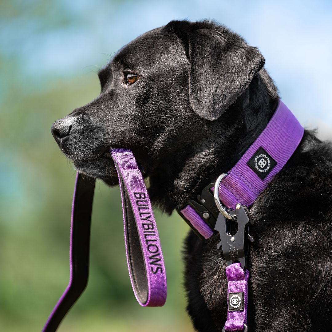Durable, comfortable dog accessories for all breeds