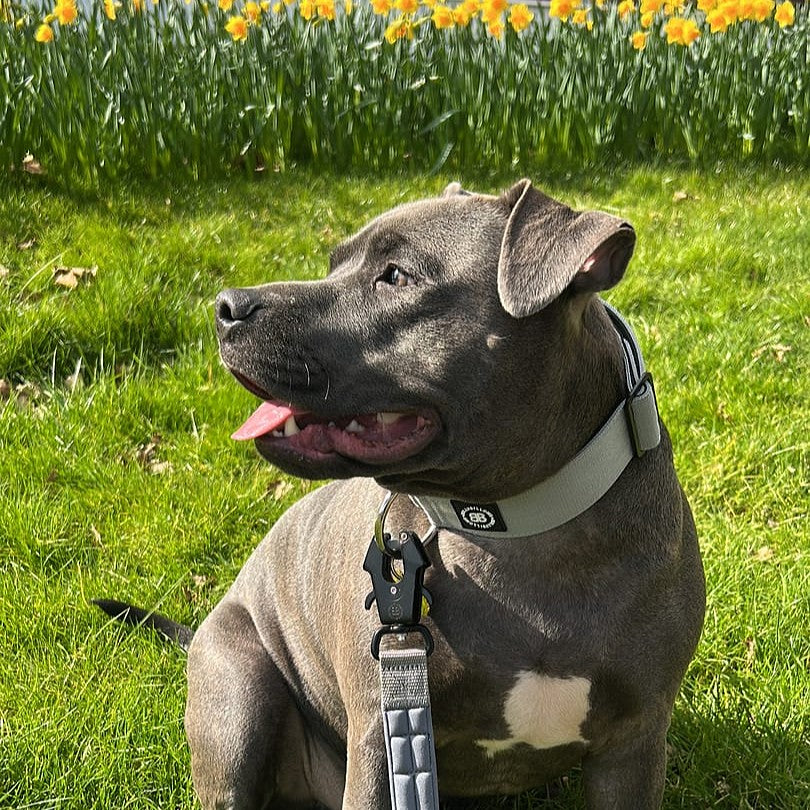 featured image of 5cm Combat® Collar | NO Handle & Secure Clip - Metal Grey