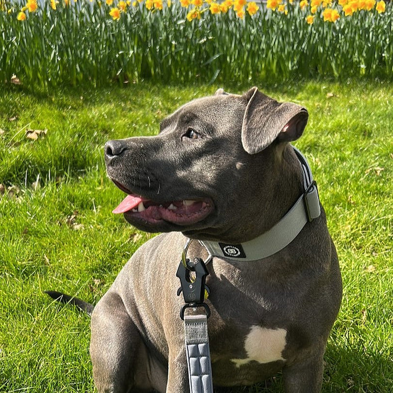 5cm Combat® Collar | NO Handle & Secure Clip - Metal Grey