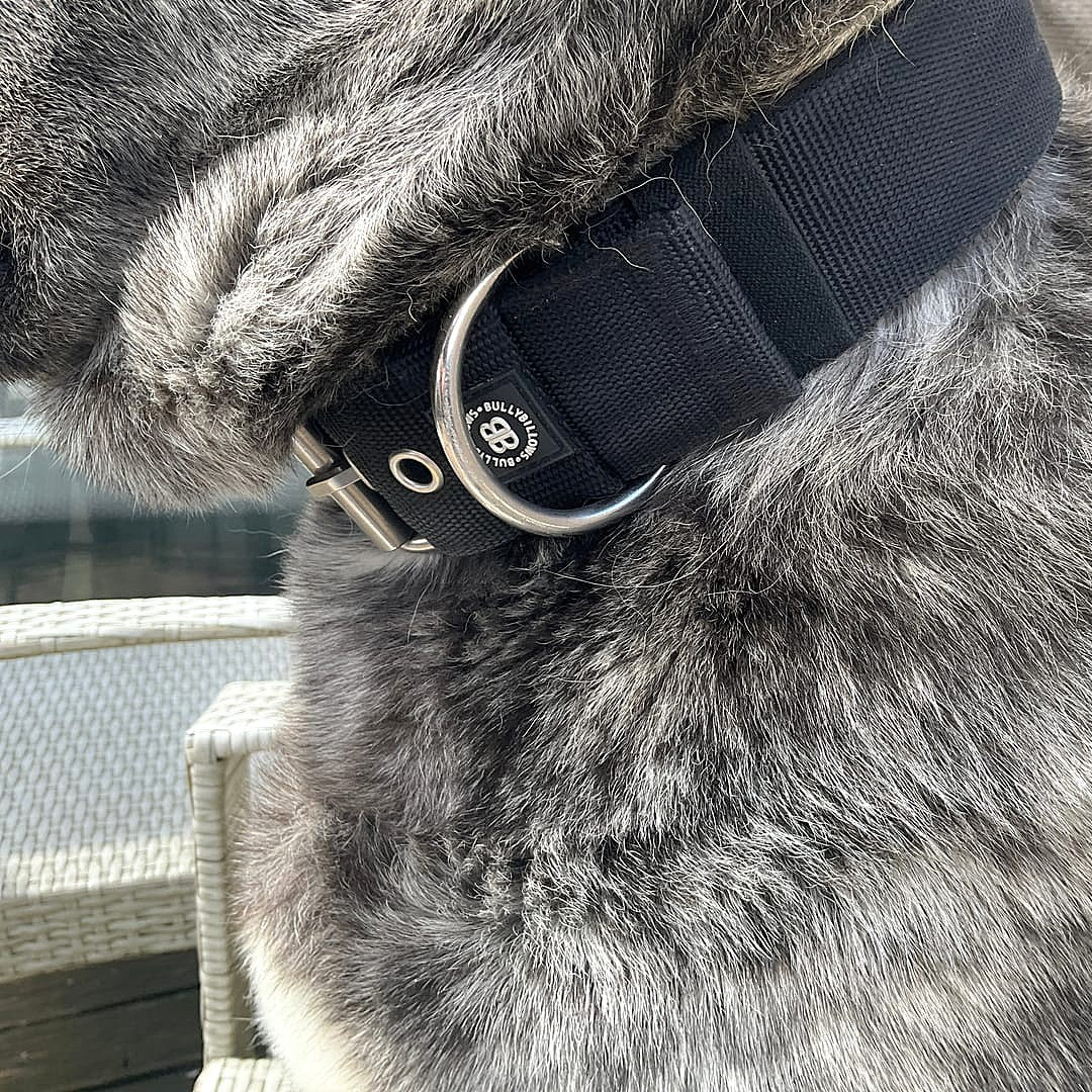 featured image of 5cm Pin Buckle Collar | NO Handle - Black