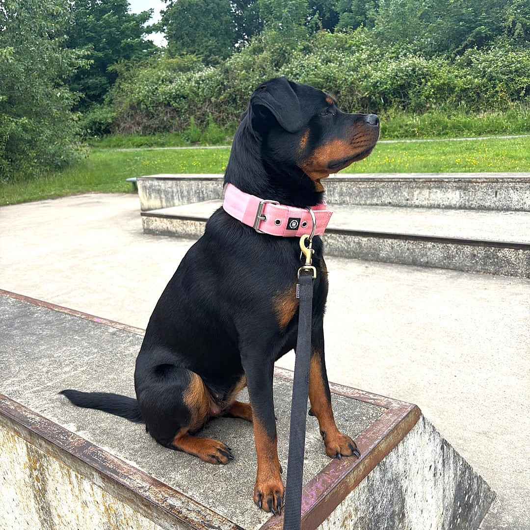 featured image of 5cm Pin Buckle Collar | With Handle - Pink