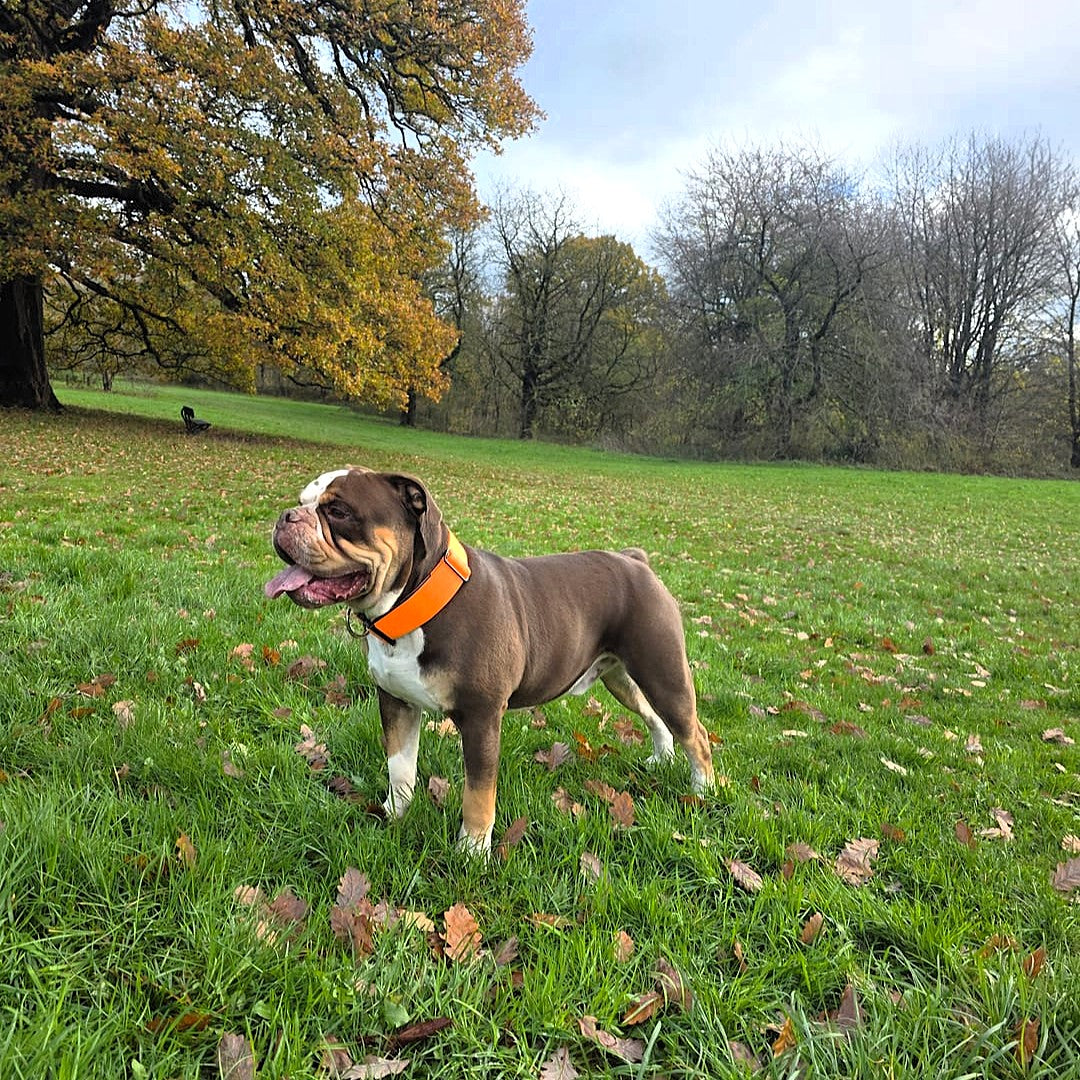 featured image of 5cm Combat® Collar | NO Handle & Secure Clip - Orange