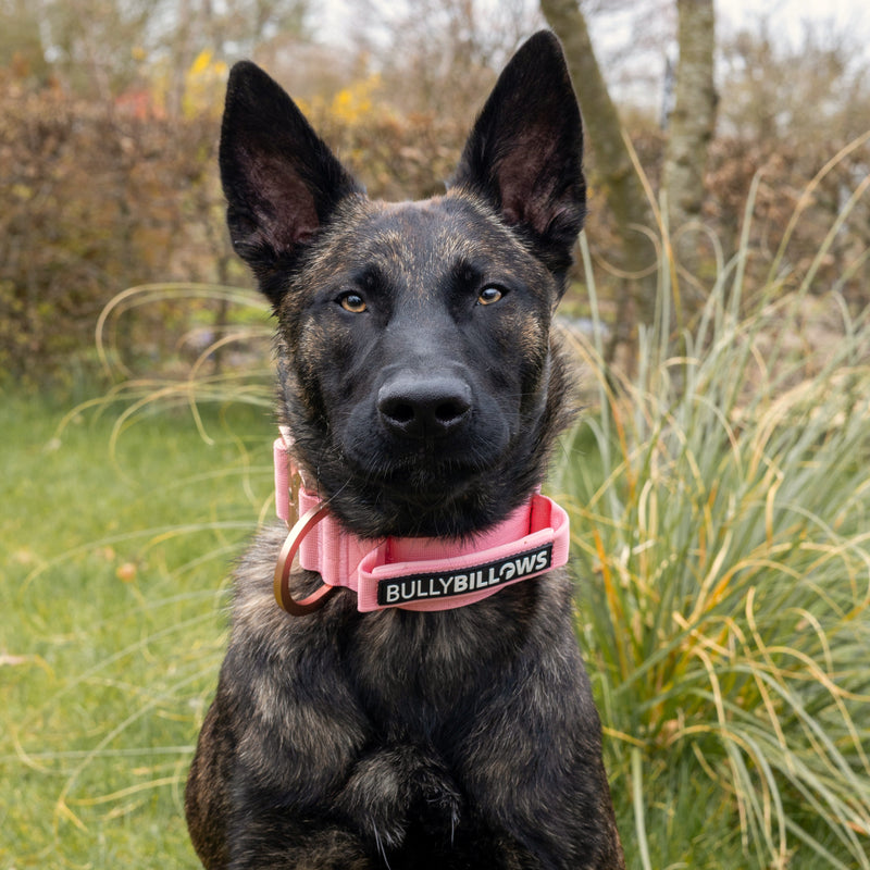 5cm Lighter Combat® Collar | With Handle & Secure Clip - Pink x Pink