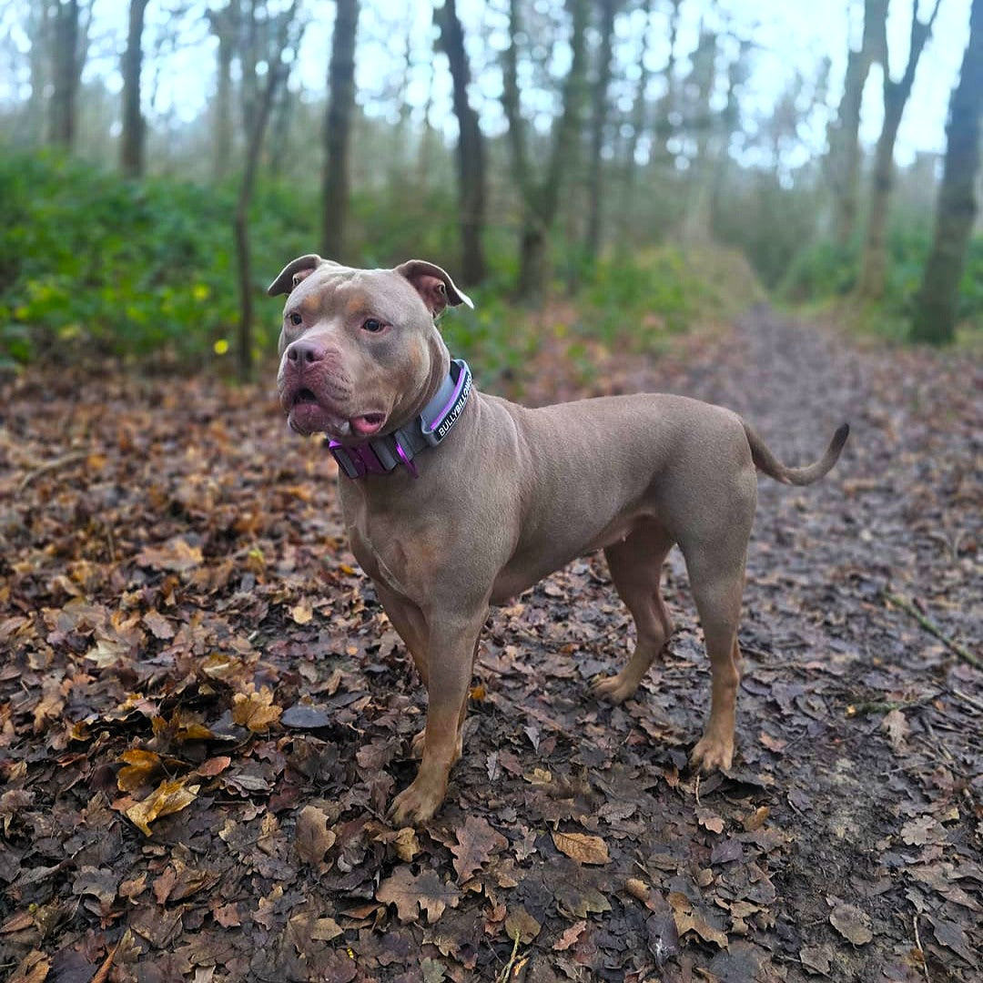 featured image of 5cm Lighter Combat® Collar | With Handle & Secure Clip - Purple x Metal Grey
