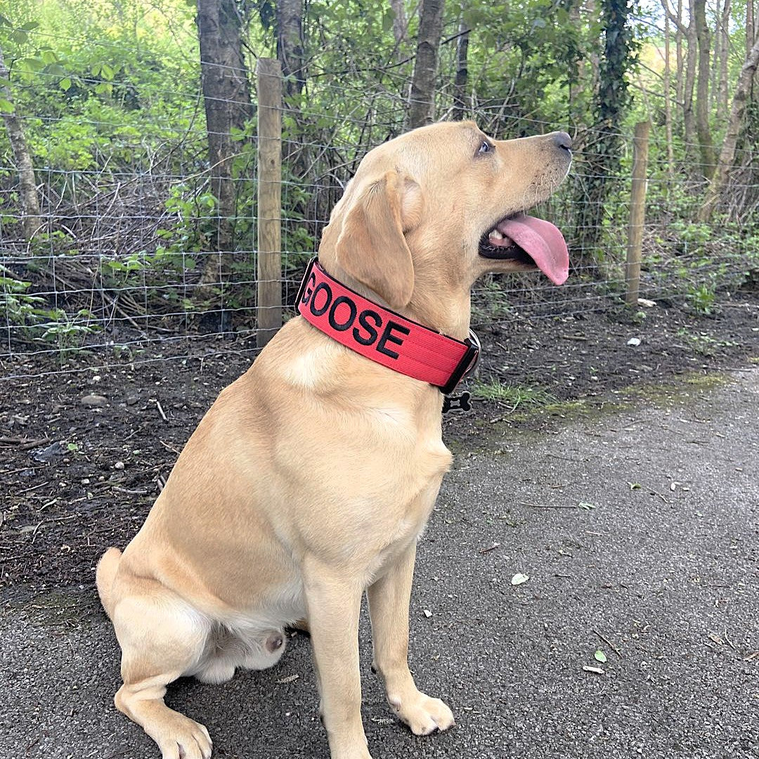 featured image of 5cm Combat® Collar | NO Handle & Secure Clip - Red