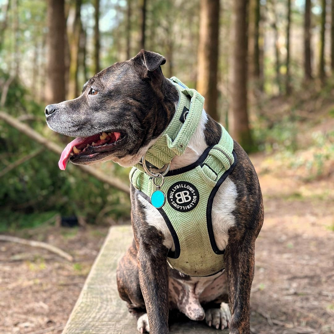 featured image of 5cm Herringbone Combat® Collar | With Handle & Secure Clip - Mint Green