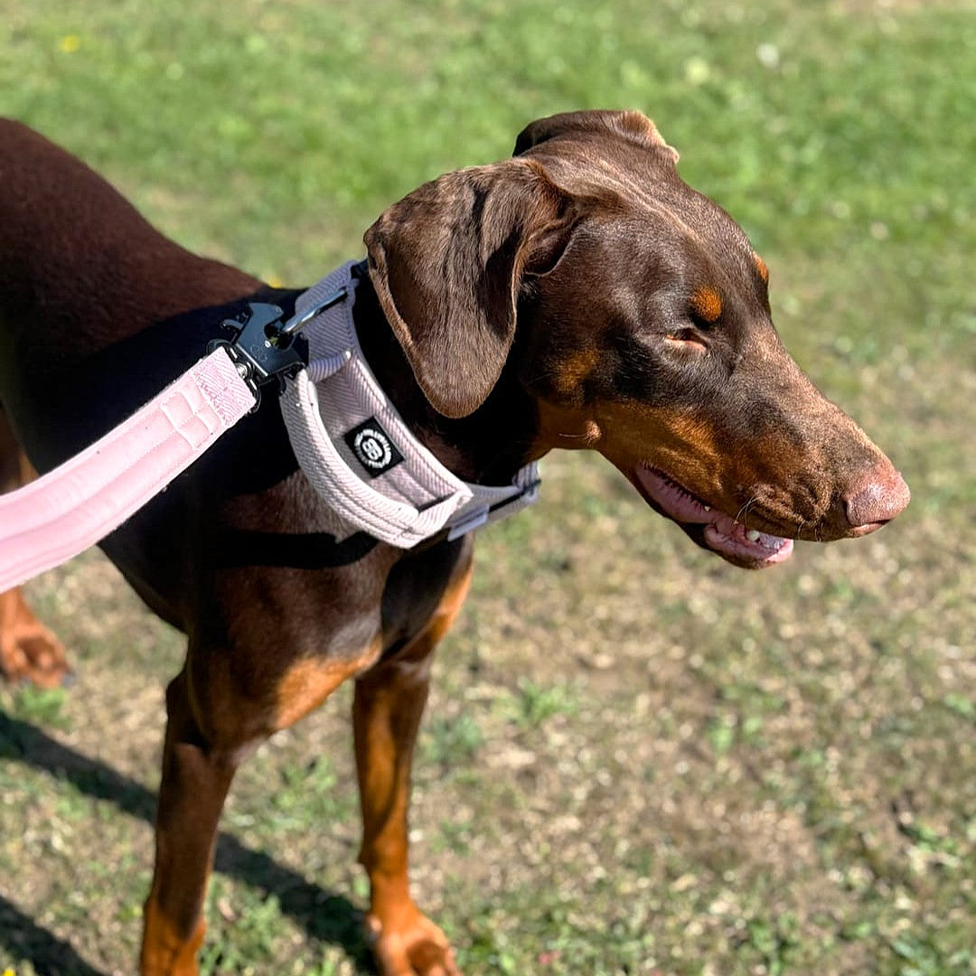 featured image of 5cm Herringbone Combat® Collar | With Handle & Secure Clip - Soft Pink