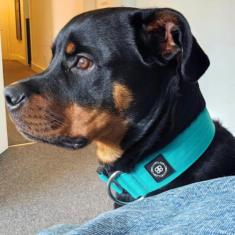 5cm Combat® Collar | NO Handle & Secure Clip - Turquoise