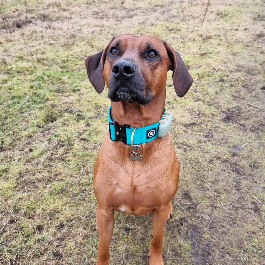 featured image of 5cm Combat® Collar | NO Handle & Secure Clip - Turquoise