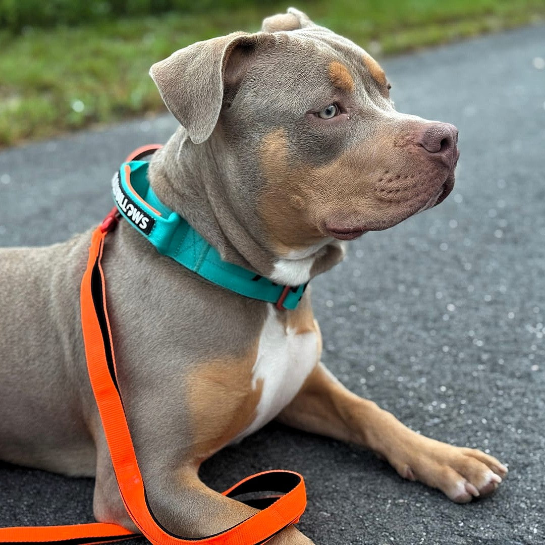 featured image of 5cm Lighter Combat® Collar | With Handle & Secure Clip - Turquoise x Orange