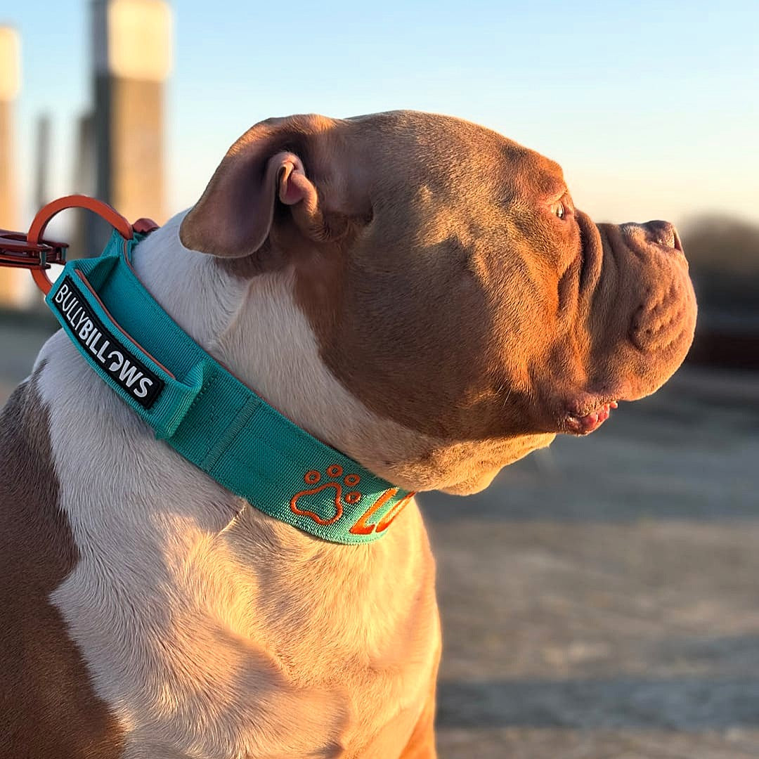 featured image of 5cm Lighter Combat® Collar | With Handle & Secure Clip - Turquoise x Orange