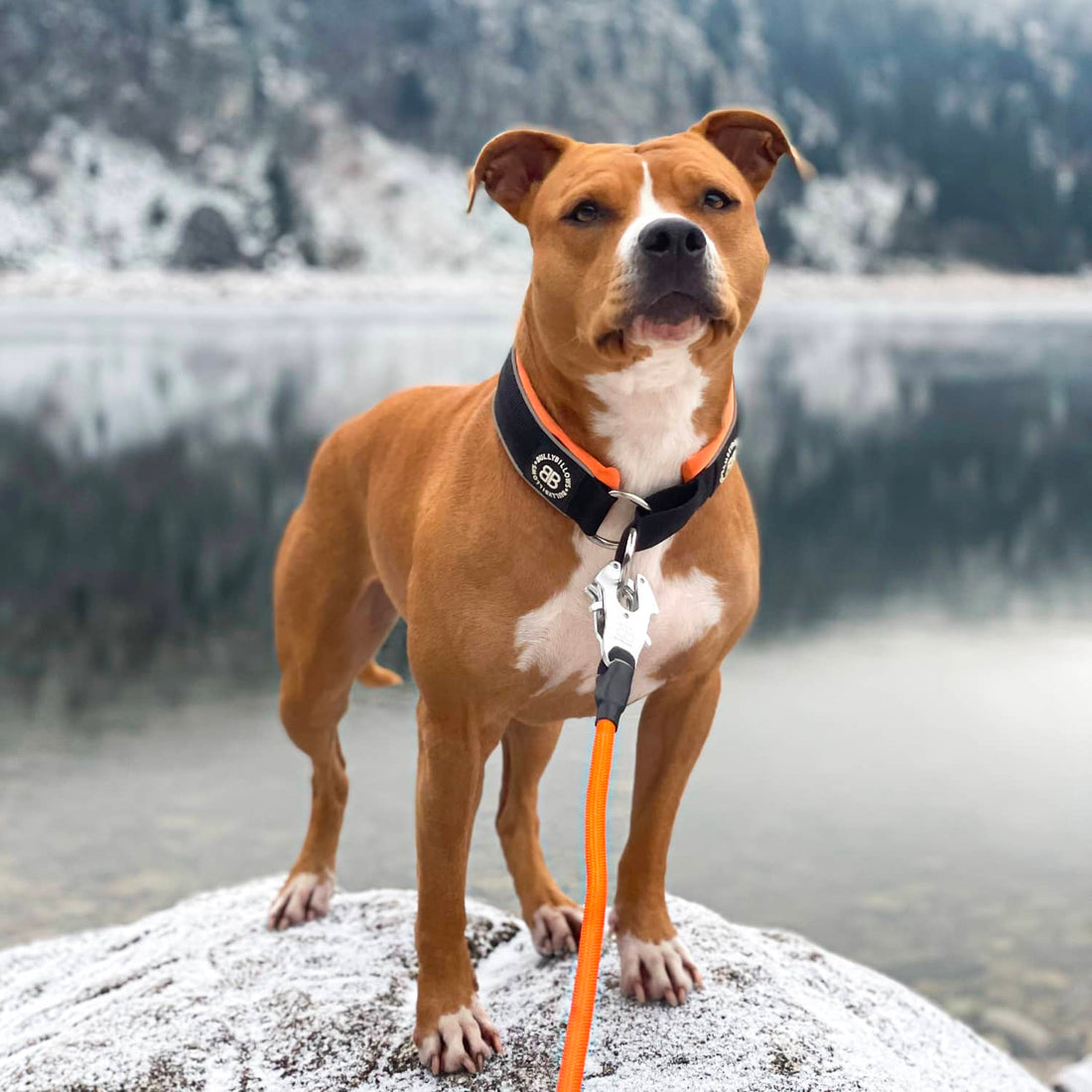 featured image of 5cm Slip on Collar | Foam Padded - Light Blue x Orange