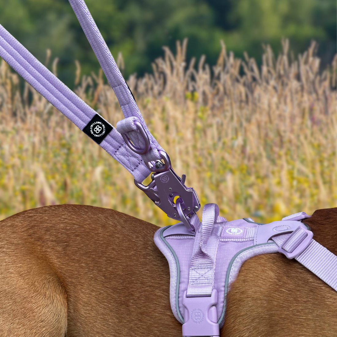 featured image of Lightweight Training Double Ended Dog Leash | 2m Length - Grey