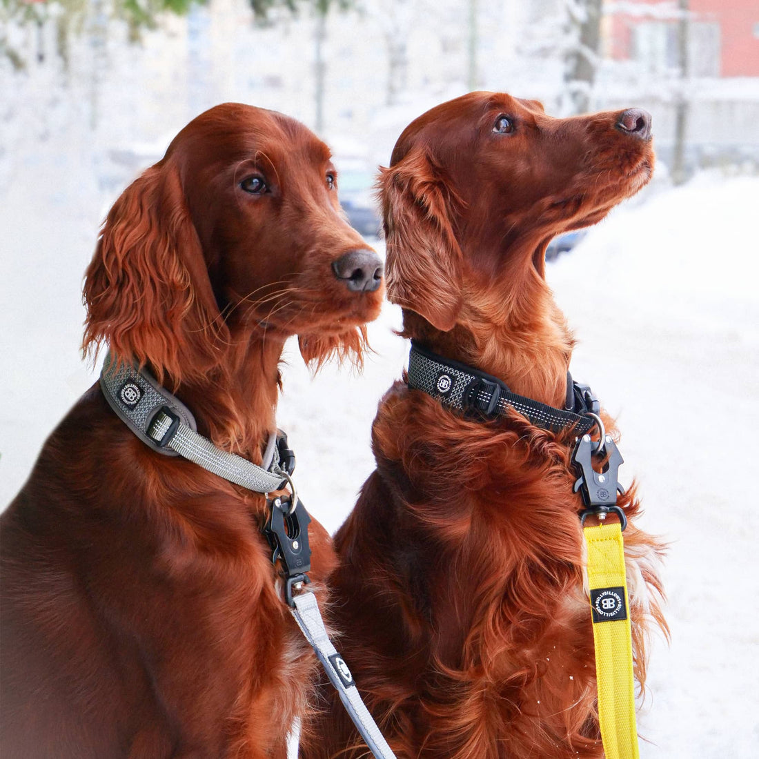 featured image of Slip N' Clip Collar | XS-M Breeds - Grey