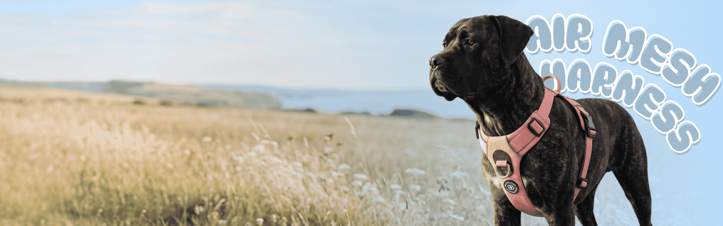 dog wearing an air mesh harness