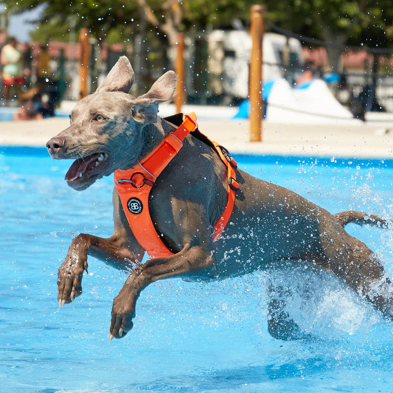 Air Harness | Anti-Pull & With Handle - Orange