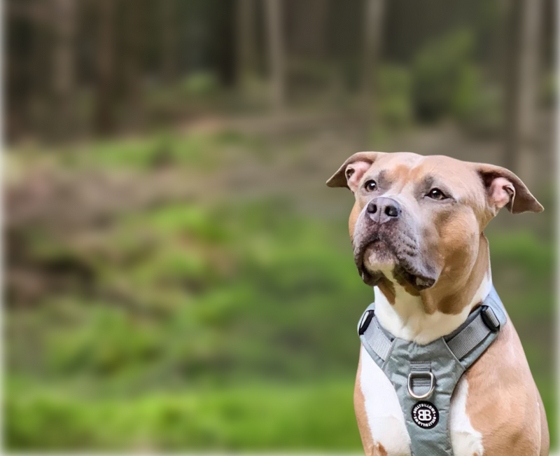 Lightweight Harnesses