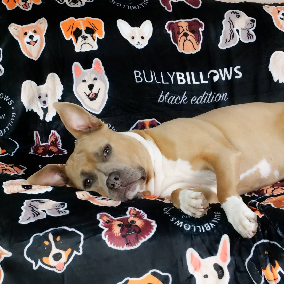 featured image of Black Edition Blanket