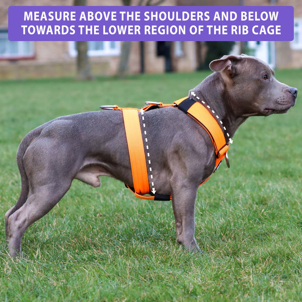 Anti-Pull TRI-Harness® | Training Dog Harness for All Breeds - Bubblegum