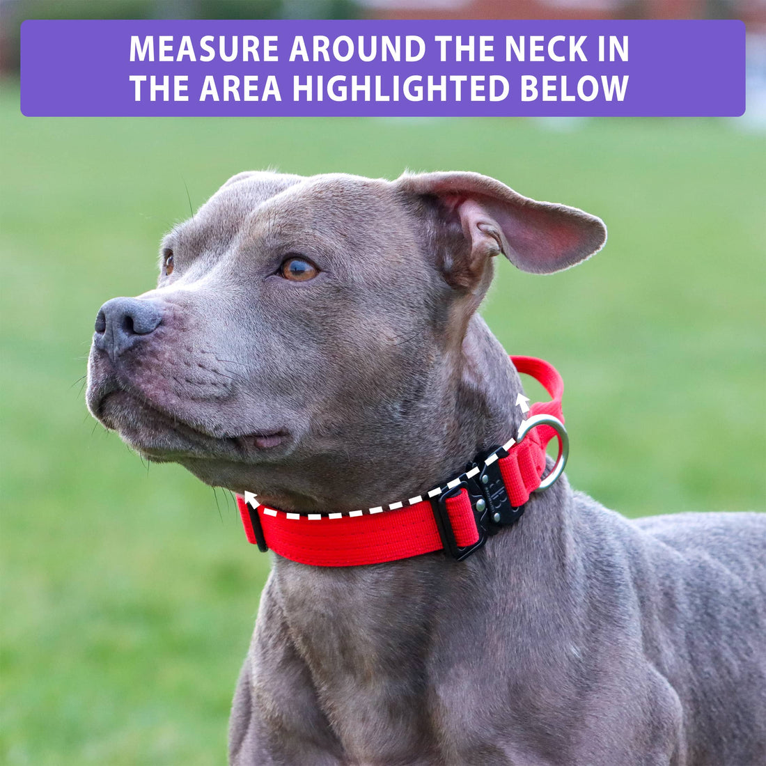 featured image of 2.5cm Combat® Collar | With Handle & Secure Clip - Orange