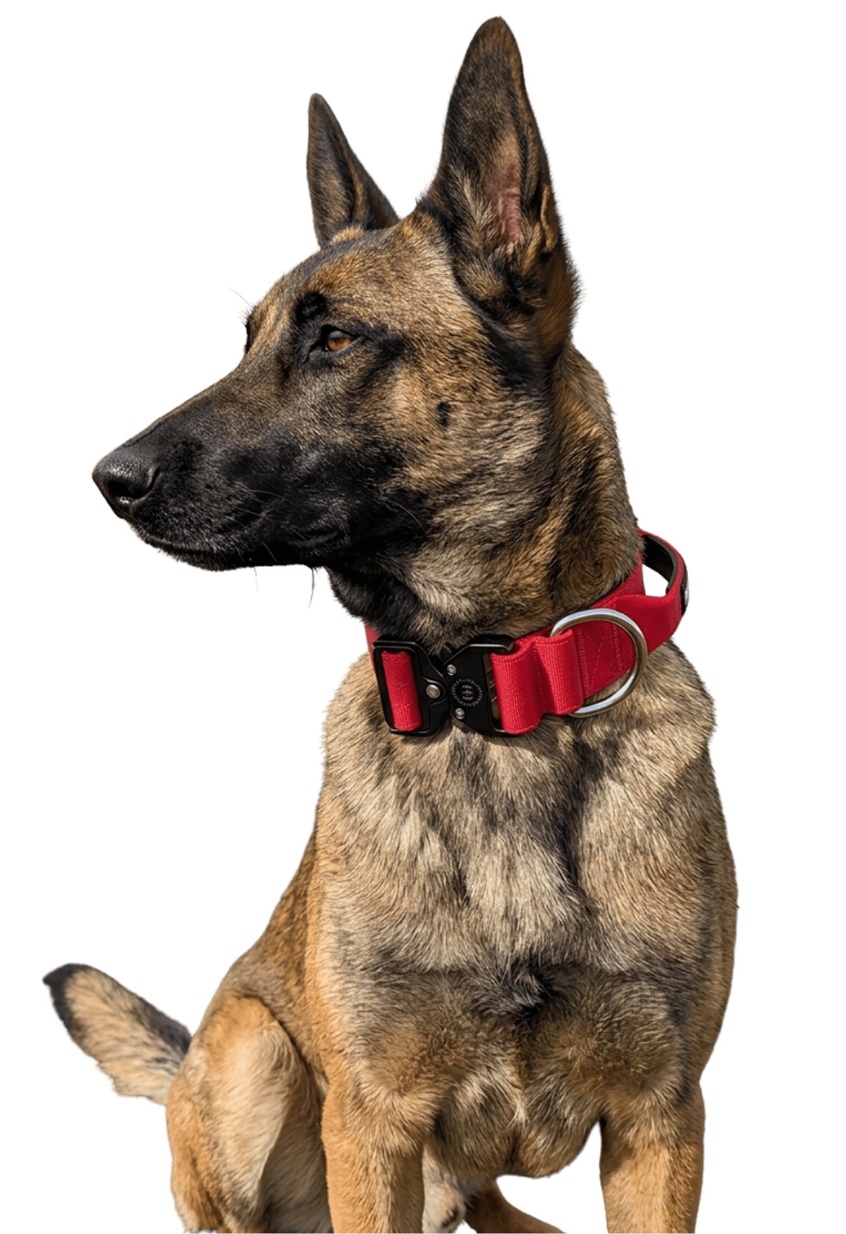 photo of Belgian Malinois