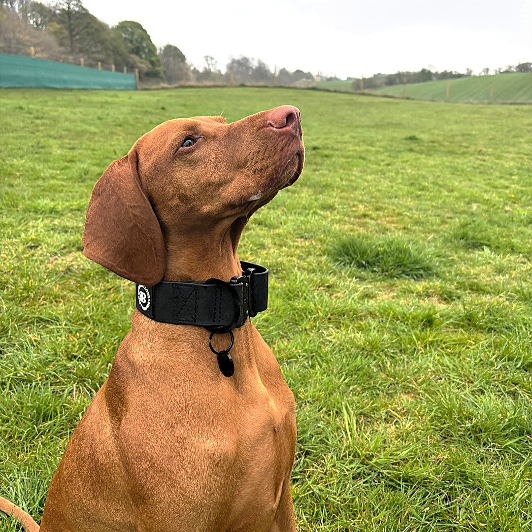 featured image of 5cm Combat Billowthane® Collar | Waterproof - Black