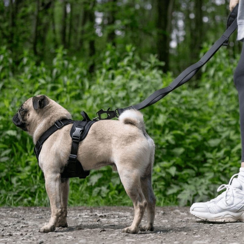 Ladder Combat® Waterproof Multiple Handles Leash | Billowthane®