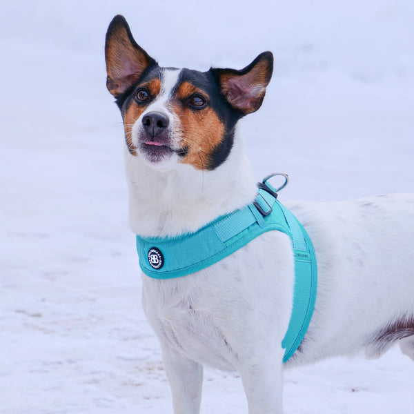 Boomerang Harness - XS-M Breeds - Olive Green