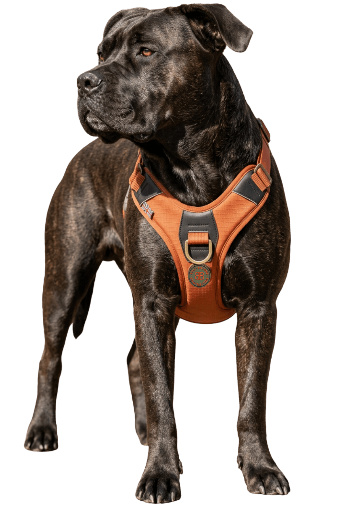 photo of Cane Corsos