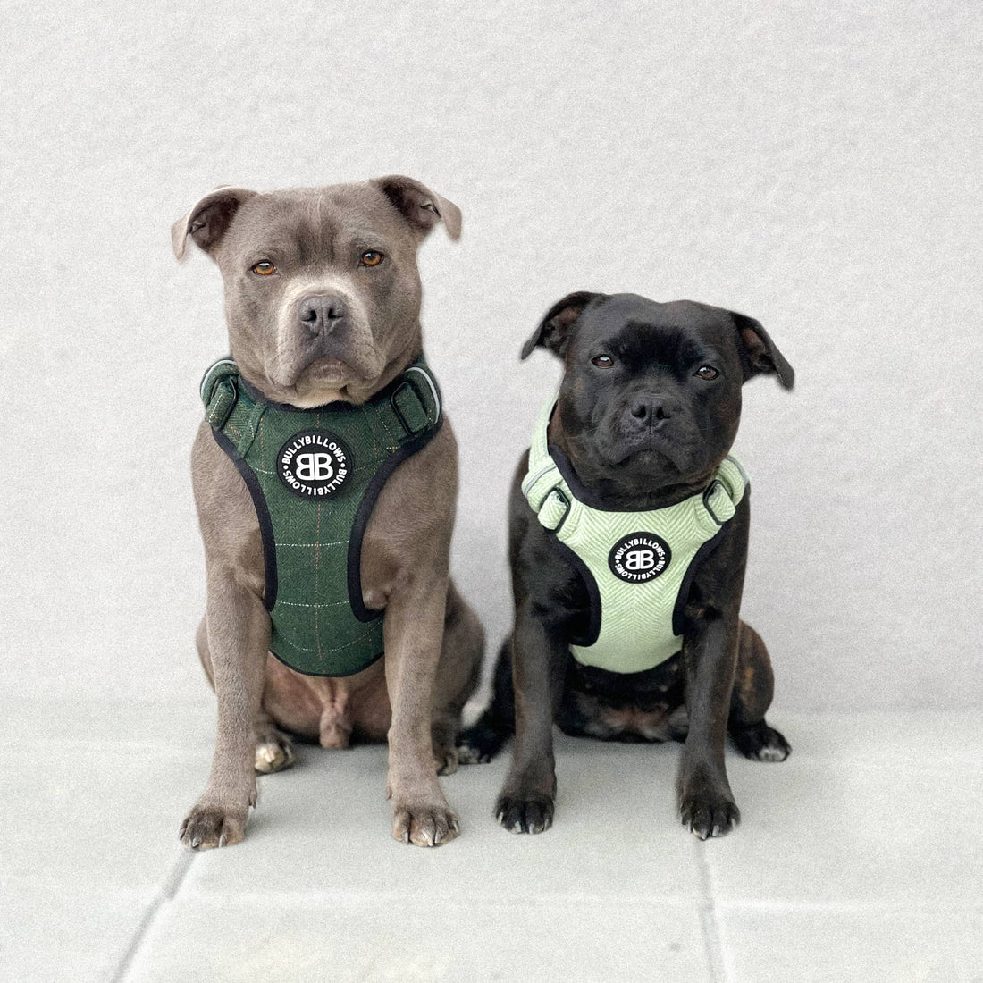 featured image of Comfort Premium Harness | Non Restrictive - Purple