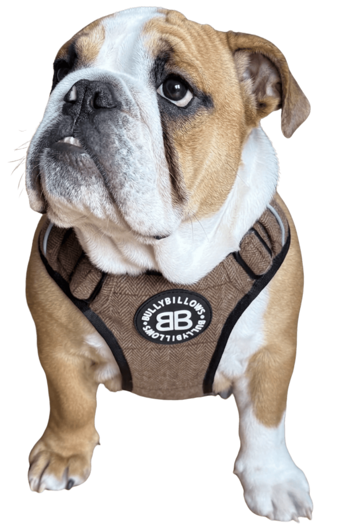 photo of English Bulldogs