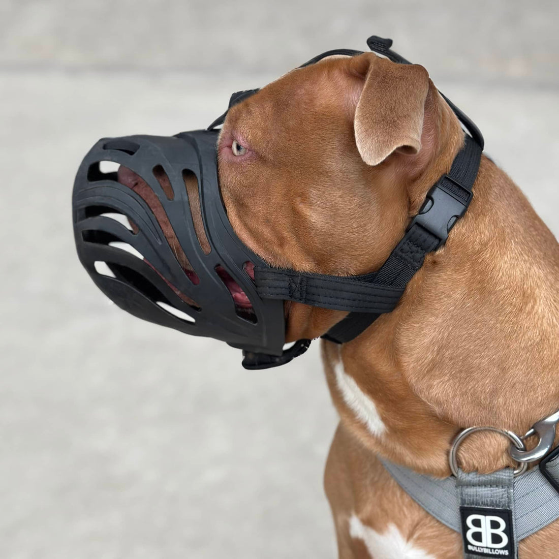 featured image of Muzzle - S-XL Breeds - Black