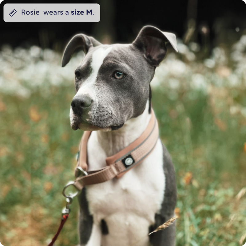 5cm Combat® Collar | With Handle & Secure Clip - Khaki