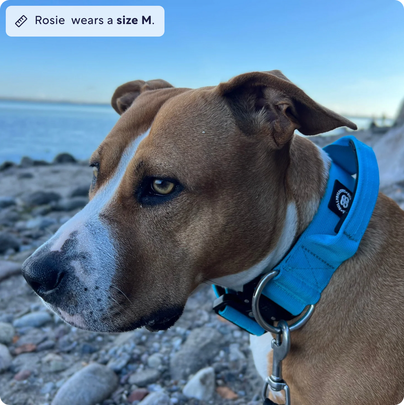 5cm Combat® Collar | With Handle & Secure Clip - Khaki