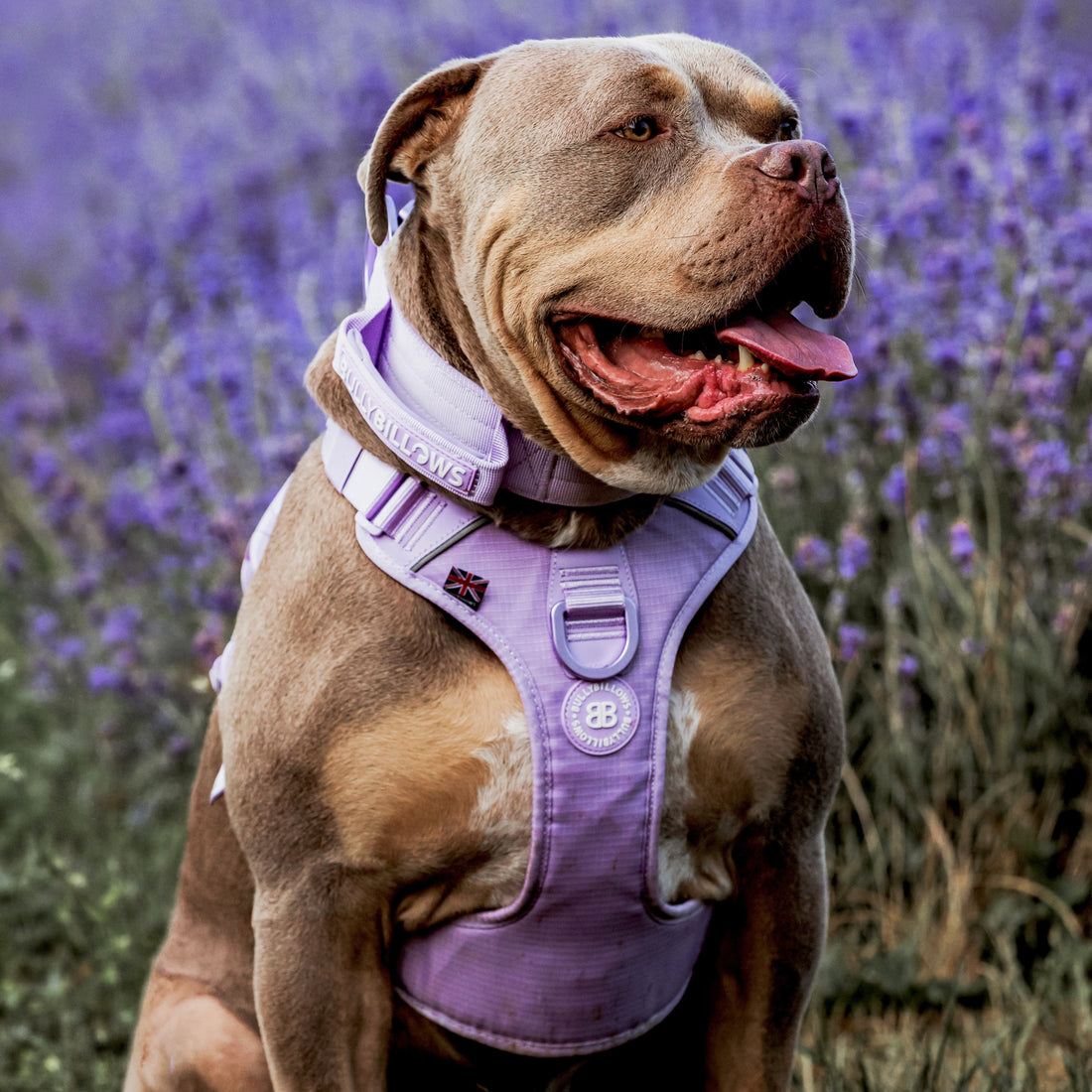 featured image of 4cm Lighter Combat® Collar | With Handle & Secure Clip - Lavender X Ube