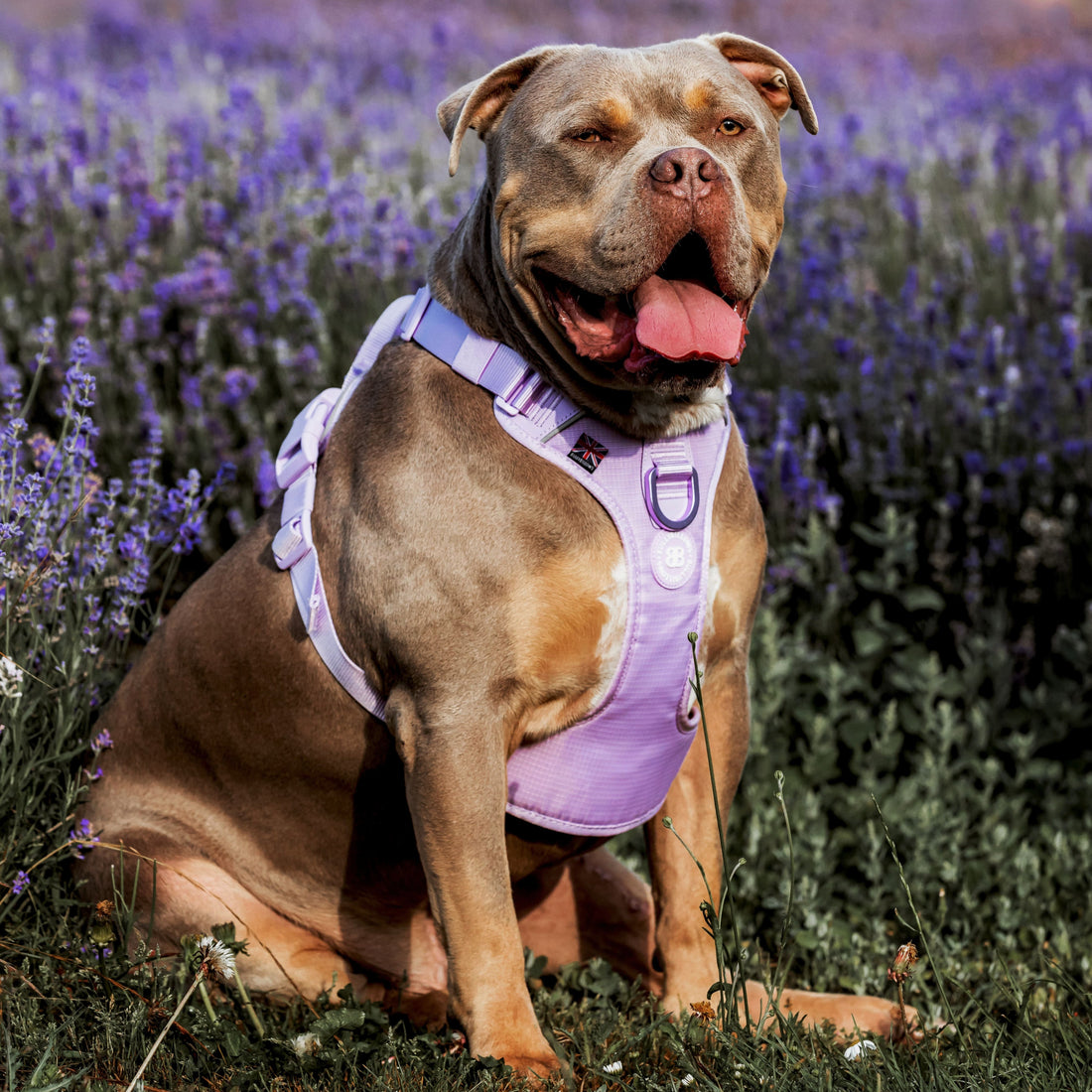 featured image of Anti Pull Hurricane Harness Lighter | With Handle - Lavender X Ube
