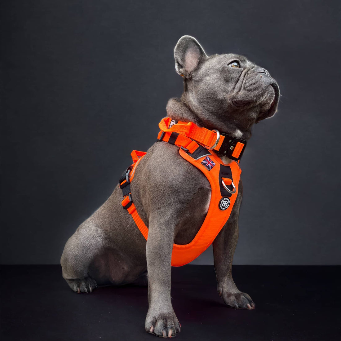 featured image of Anti Pull Hurricane Harness Lighter | With Handle - Black