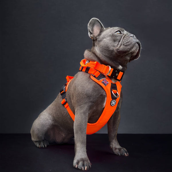 Anti Pull Hurricane Harness Lighter | With Handle - Grey