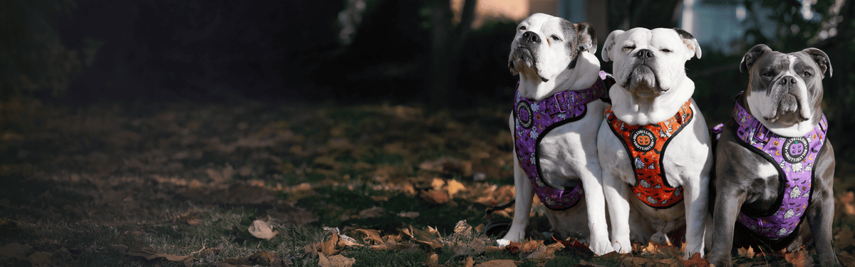 dogs wearing BooBillows harnesses