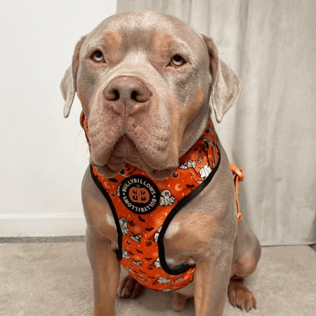 featured image of Comfort Premium Harness | Non Restrictive - Halloween BooBillows - Orange