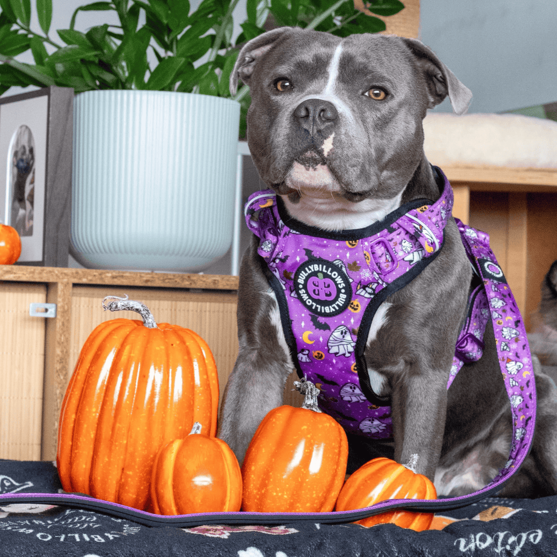 featured image of Comfort Premium Harness | Non Restrictive - Halloween BooBillows - Purple