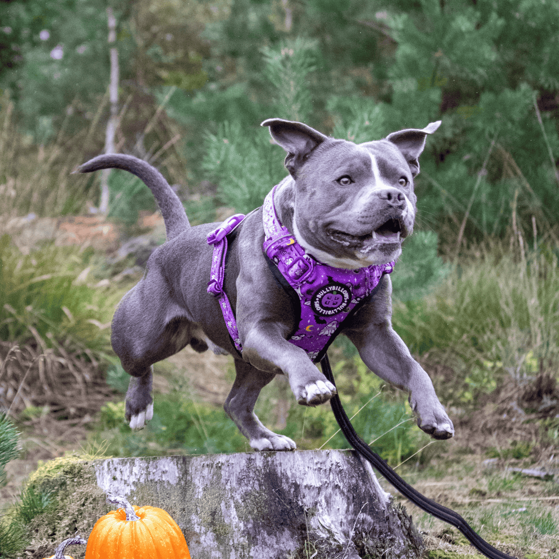 featured image of Comfort Premium Harness | Non Restrictive - Halloween BooBillows - Purple