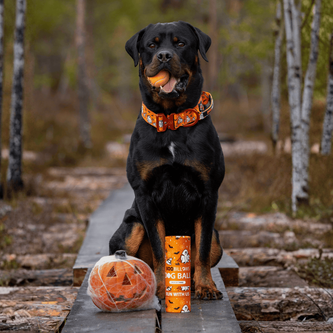 featured image of 5cm Lighter Combat® Collar | With Handle & Secure Clip - Halloween BooBillows - Orange