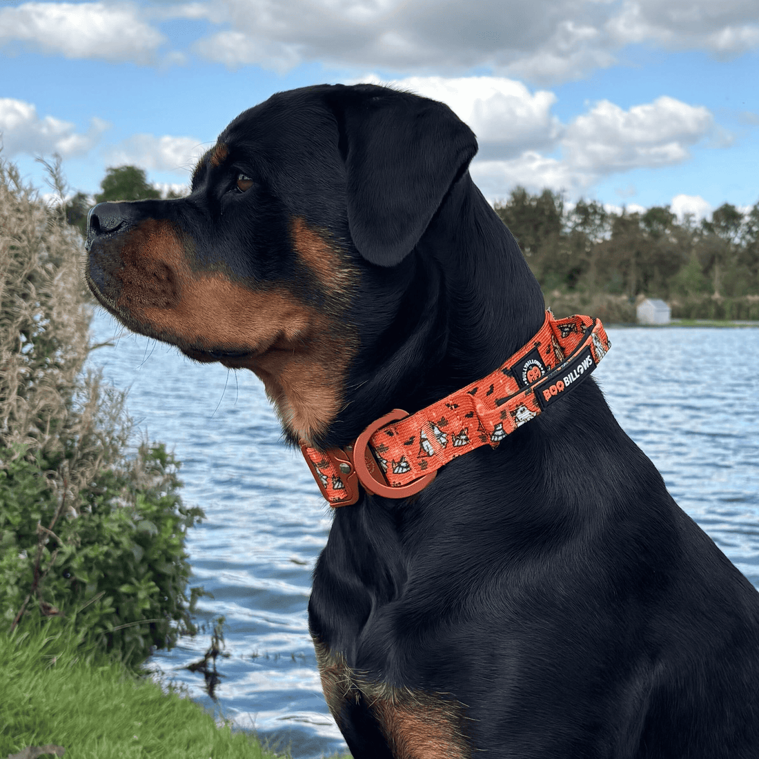 featured image of 2.5cm Lighter Combat® Collar | With Handle & Secure Clip - Halloween BooBillows - Orange