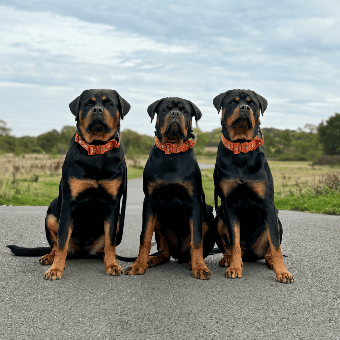 featured image of 5cm Lighter Combat® Collar | With Handle & Secure Clip - Halloween BooBillows - Orange